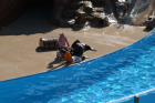 thumbs/seaworld 058.png